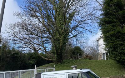 Tree Pruning in Port Talbot