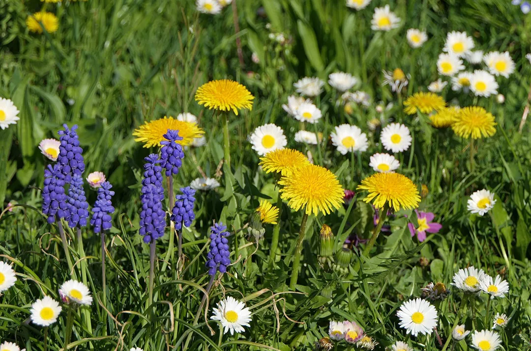 Gardens4youWales Neath Port Talbot