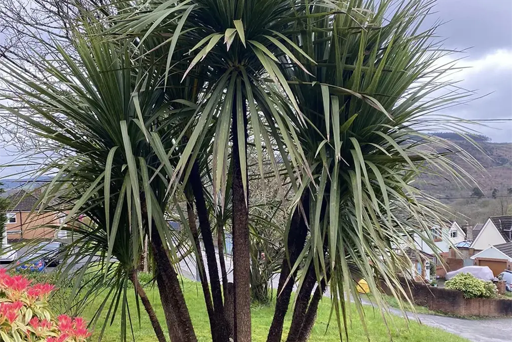 Tree pruning in Baglan