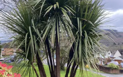 Tree pruning in Baglan