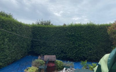 Hedge pruning in Margam