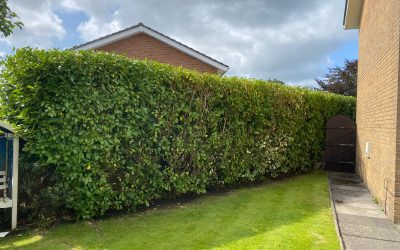 Hedge shaping and pruning in Swansea