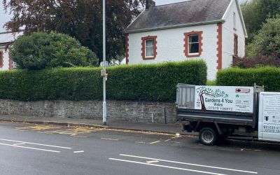 Privet hedge pruning in Morriston