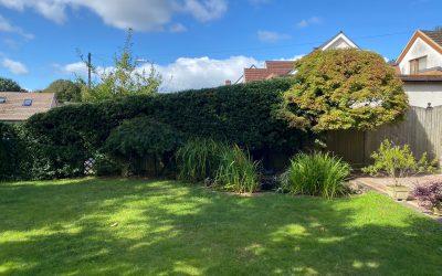 Tree & Shrub Pruning in Sketty, Swansea