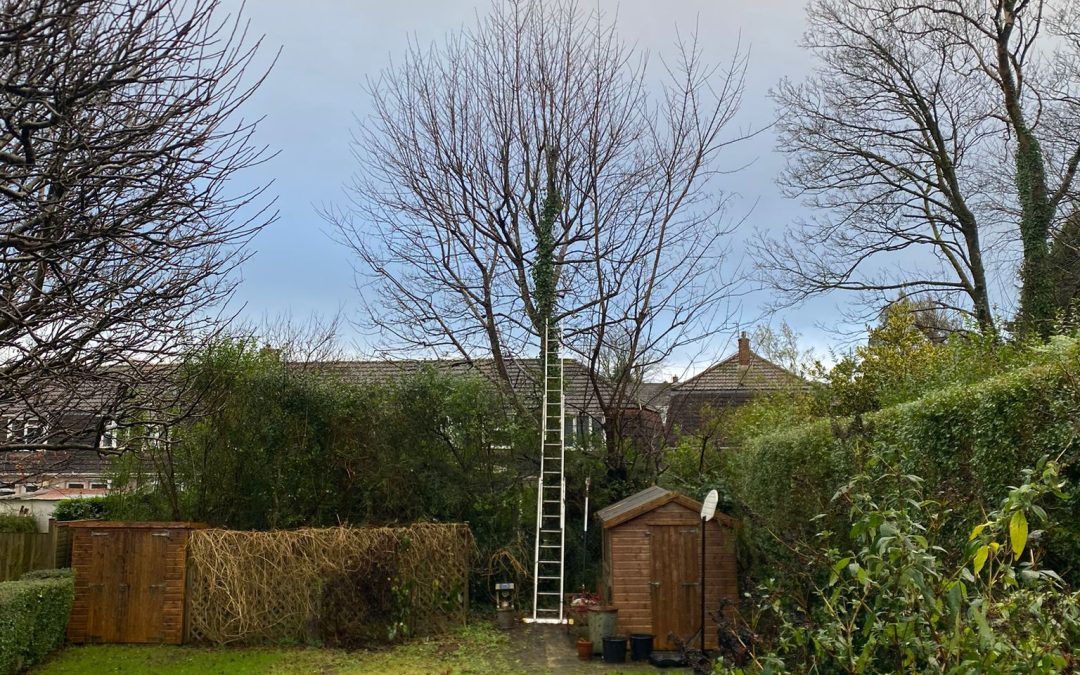 Height reduction and pruning in Swansea