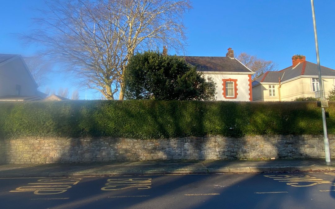 Holly Tree Shaping & Pruning in Morriston