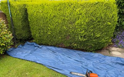 Hedge removal in Neath Abbey