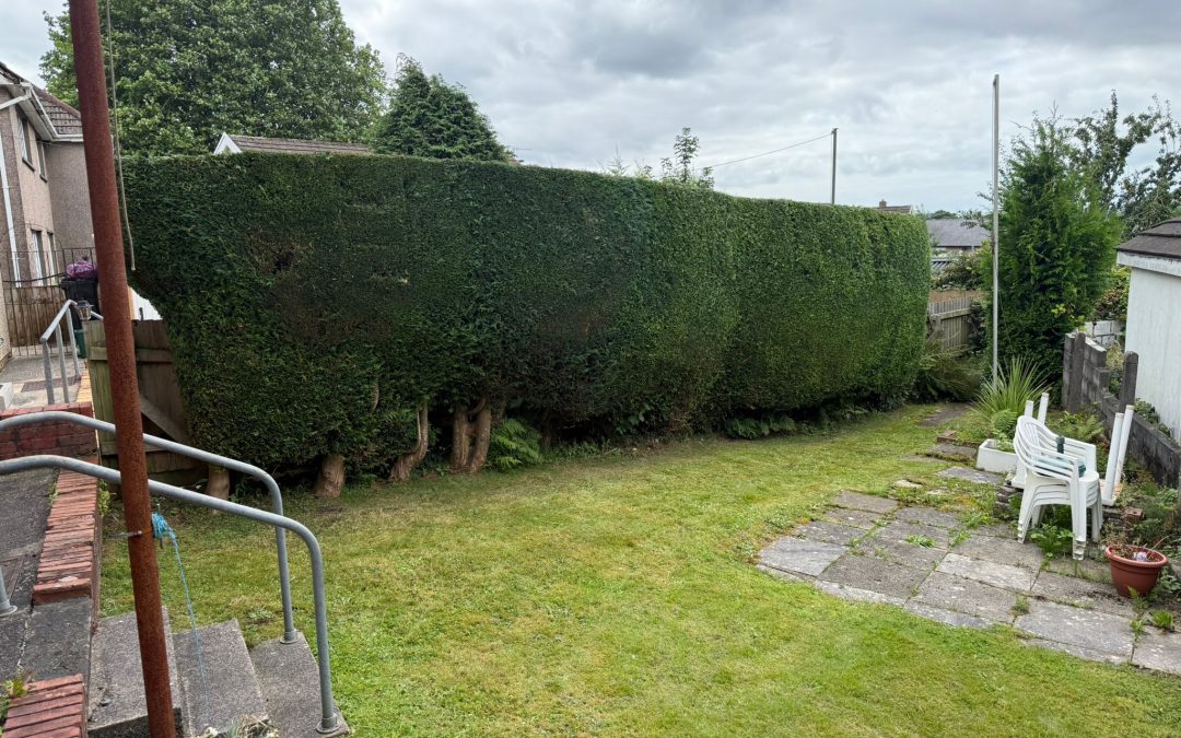 Hedge reduction and pruning in Bryncoch, Neath