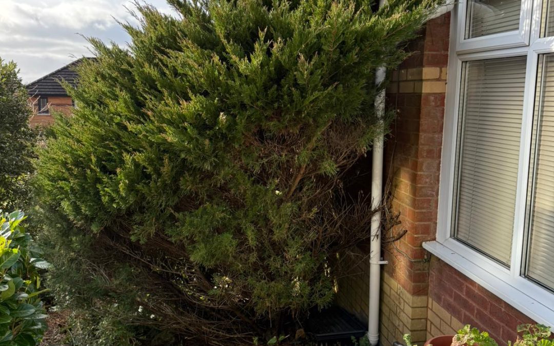 Tree Removal in Baglan